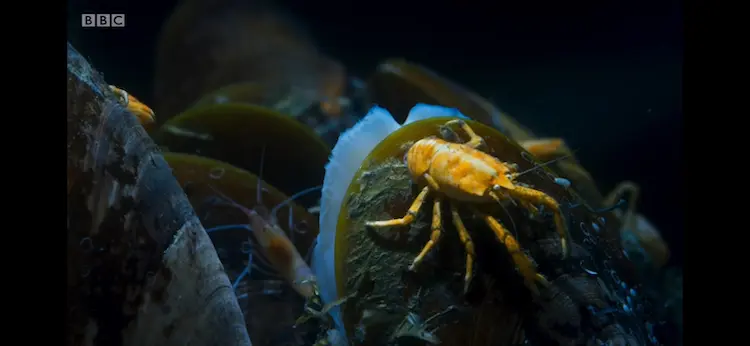 Squat lobster sp. ([genus Munidopsis]) as shown in Blue Planet II - The Deep
